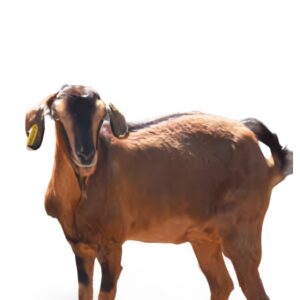 Live Goat (Small)