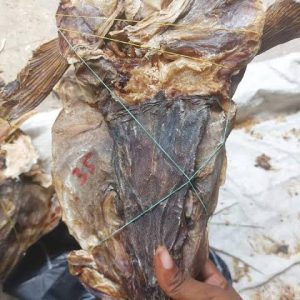 Stock Fish Head - Large