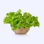 Lettuce Basket (Fresh)
