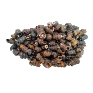 Periwinkle Shelled