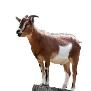 Whole Goat (Big)