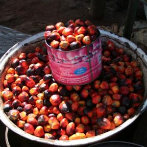 Banga Palm Kernel - Sharing