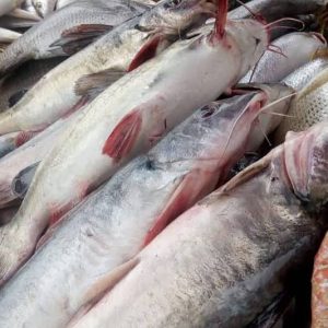 Obokun fish (Washed & cut-up)  ±5kg