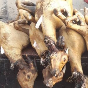 Processed Whole Goat meat ( Cut-up)