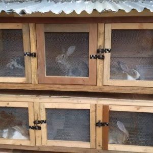 Rabbit cage