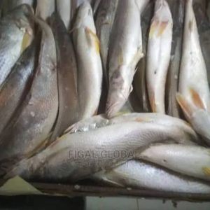 White Croaker fish - Sharing