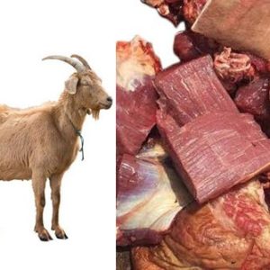 Goatmeat Sharing (Half of Big Size)