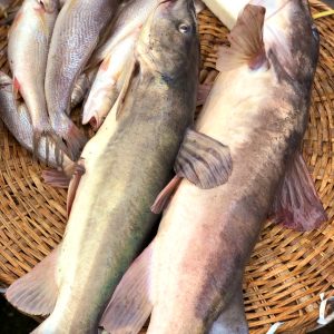 Obokun Fish ( Cut up, Washed and Ready to cook) ± 2.5kg