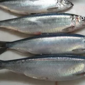 Sawa Fish