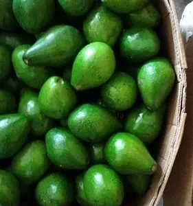 Avocado Pear Sharing
