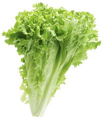 Lettuce Heads x 6
