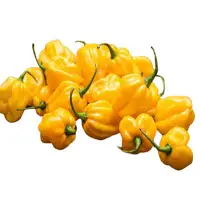 Habanero Spicy Peppers Pack
